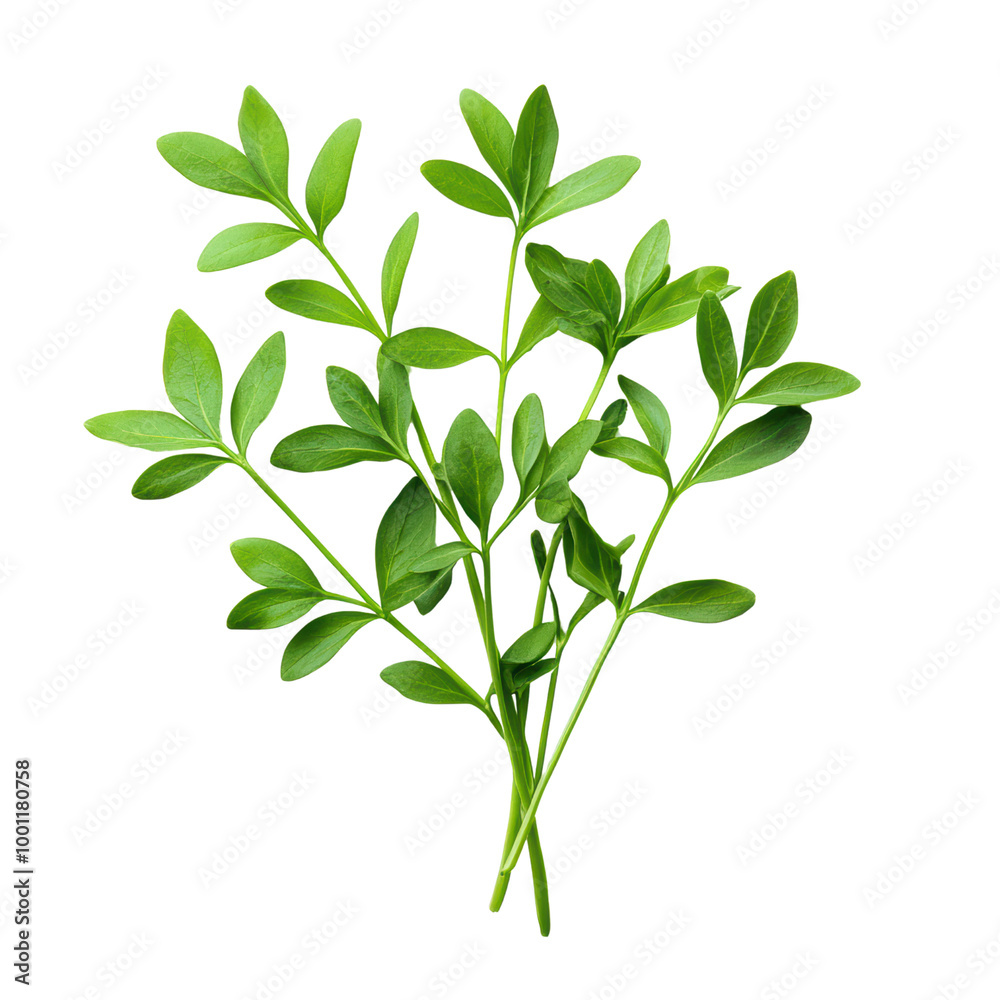 Fresh green leaves arranged in a natural cluster Fresh green leaves arranged in a natural cluster