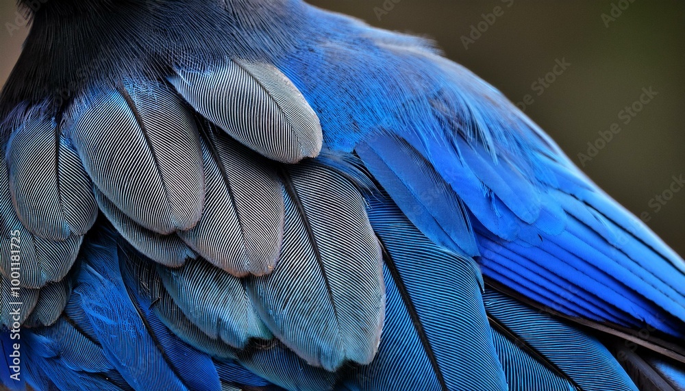 Fototapeta premium Blue and black jay feathers create a captivating background or texture, showcasing the intricate patterns and vibrant colors found in nature's plumage