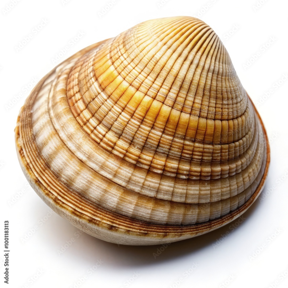 Free clam shell resting on a white background for visual reference and scale. Generative AI Free clam shell resting on a white background for visual reference and scale. Generative AI