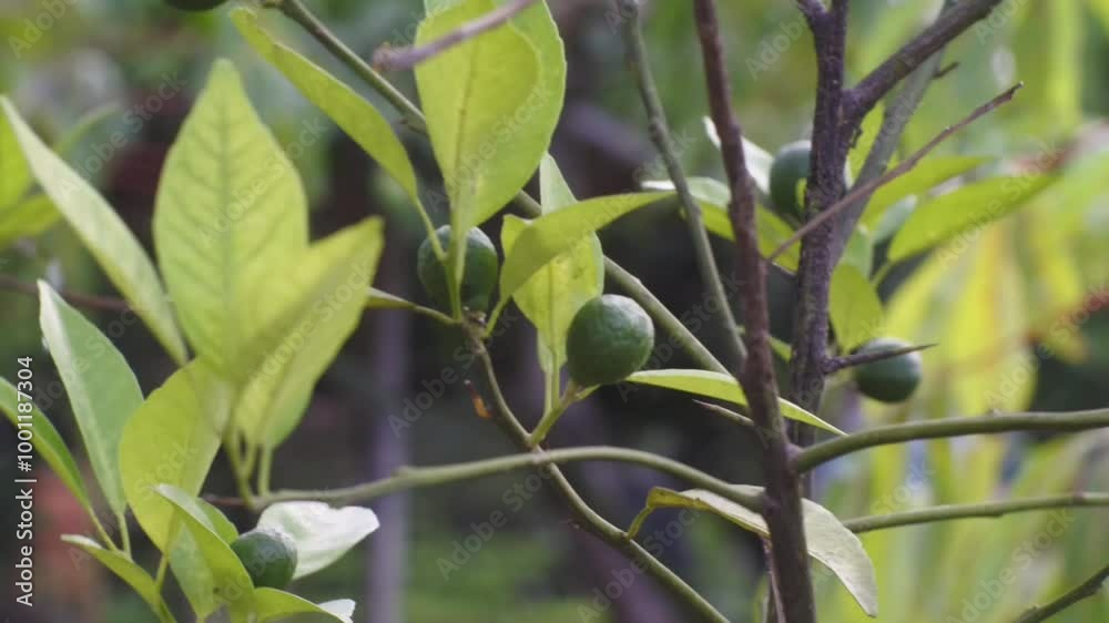 Lime on the tree Lime on the tree