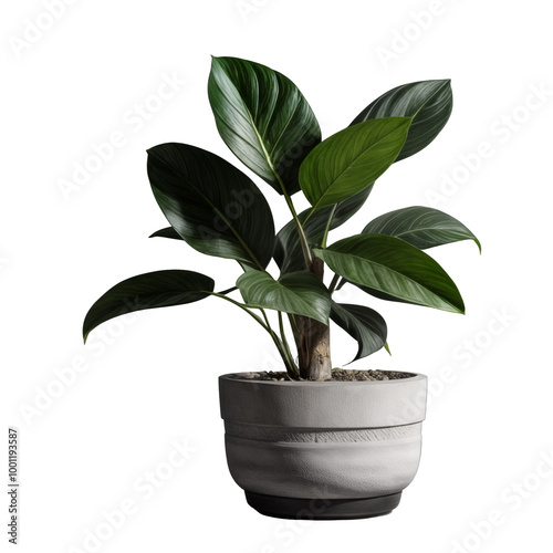 Green indoor plant in a modern gray pot