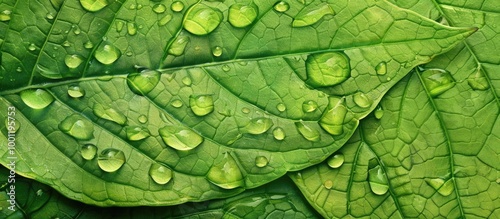Green Background Close Up Of Water Drops On Green Leave Selective Focus