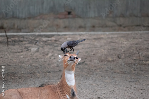 Peaceful Grooming Moment Between Crow and Nilgai. Symbiotic Relationship