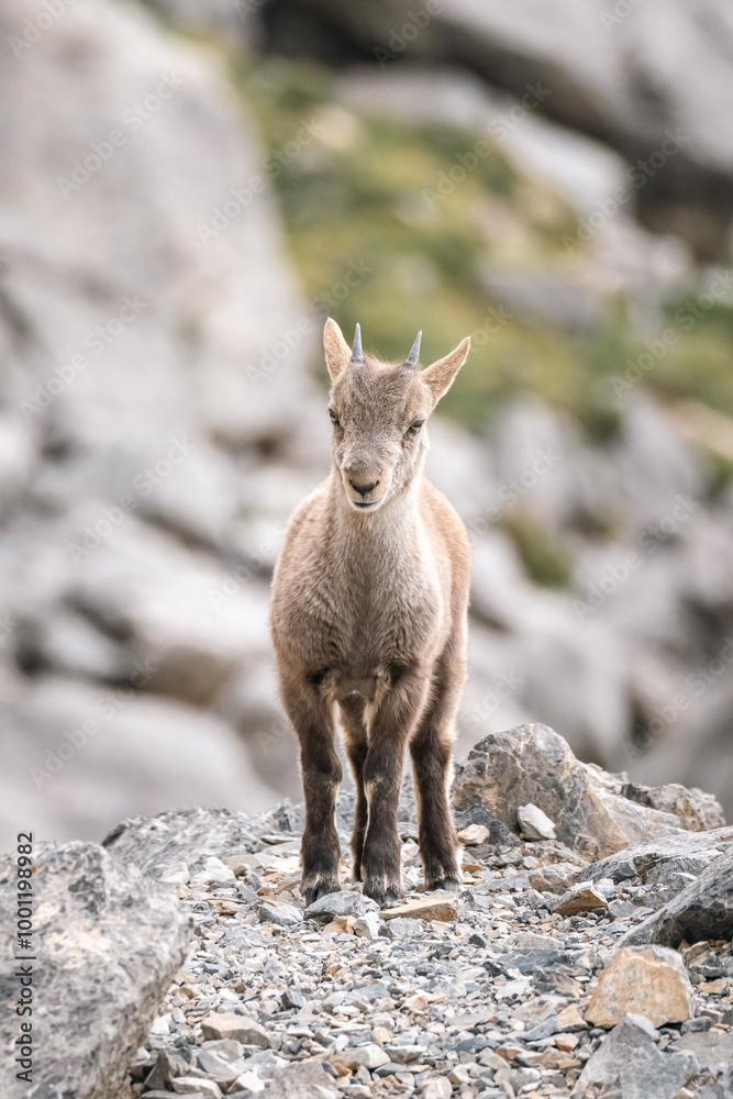 Jeune bouquetin dans les Alpes en France Jeune bouquetin dans les Alpes en France
