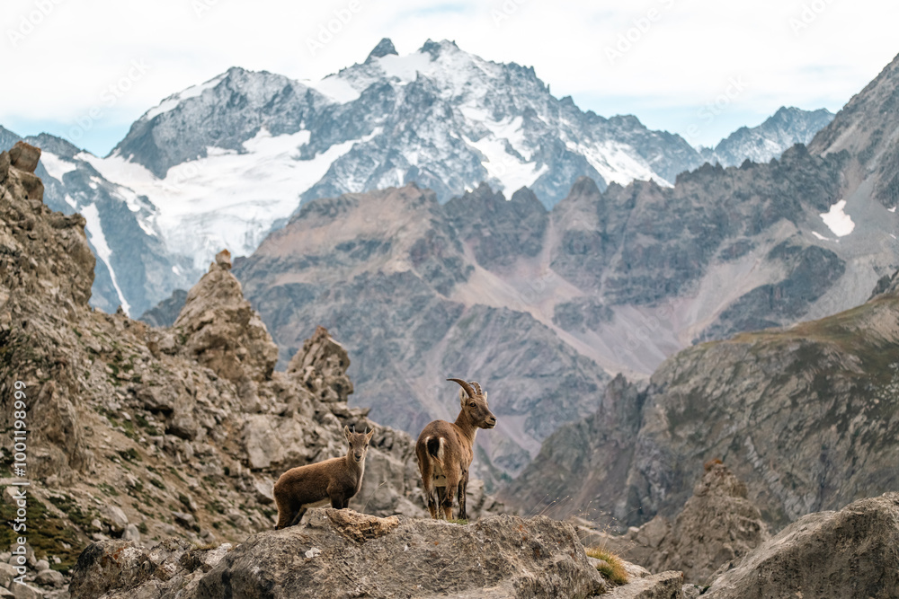 Jeune bouquetin avec sa mère dans les Alpes en France Jeune bouquetin avec sa mère dans les Alpes en France