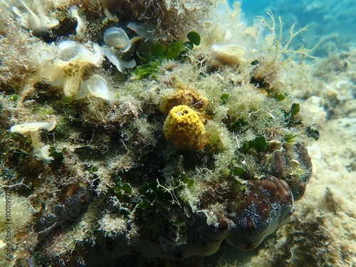 Very small stinker sponge (Sarcotragus fasciculatus) undersea, Aegean Sea, Greece, Skiathos island, Vasilias beach photo