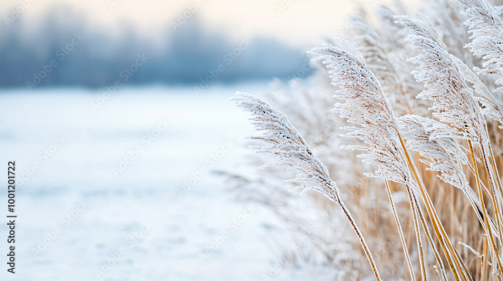 Obraz premium Serene Winter Landscape with Frost-Covered Reeds and Snowy Background