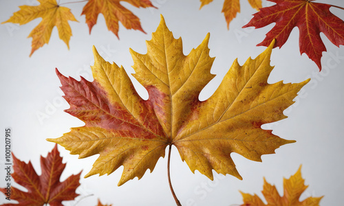 A large maple leaf with a mix of yellow and red hues falls against a white background