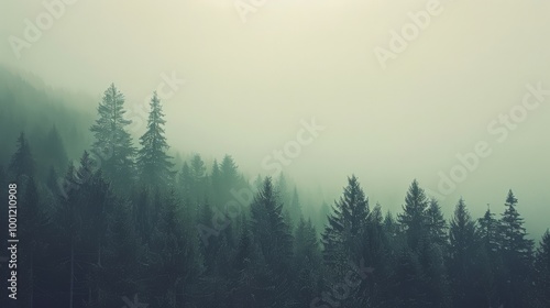 A misty forest scene with tall evergreens shrouded in fog, evoking a sense of calm and mystery.