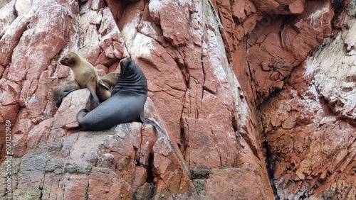 Two sea lions resting on a reddish-brown rocky cliff, showcasing wildlife in their natural habitat.