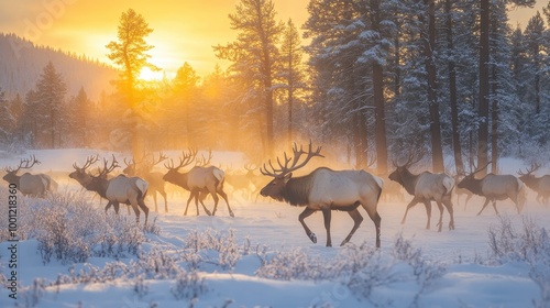 Herd of Elk Walking Through Snowy Landscape at Sunrise