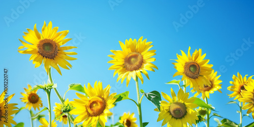 Sunflowers against a blue sky photo