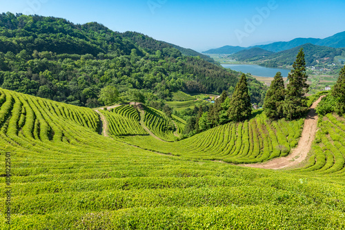 Plantation de thé vert à Boseong en Corée du Sud avec un ciel bleu et un lac en arrière-plan photo