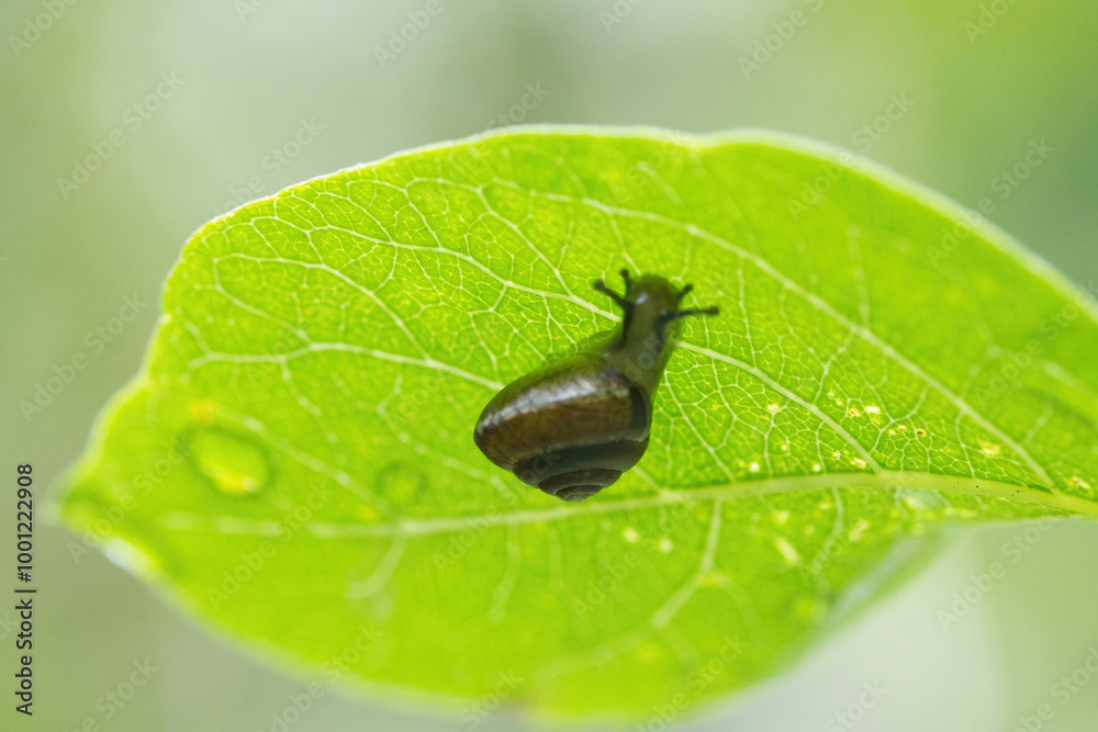 small snail under a leaf, very tiny snail, veins of a leaf, drop of water on a leaf, bright green leaf from below with snail
small snail under a leaf, very tiny snail, veins of a leaf, drop of water on a leaf, bright green leaf from below with snail