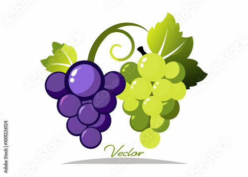 Red and green grapes on white background, grape types set. Logo design, vector illustration. Wine vector logo art. stock illustration