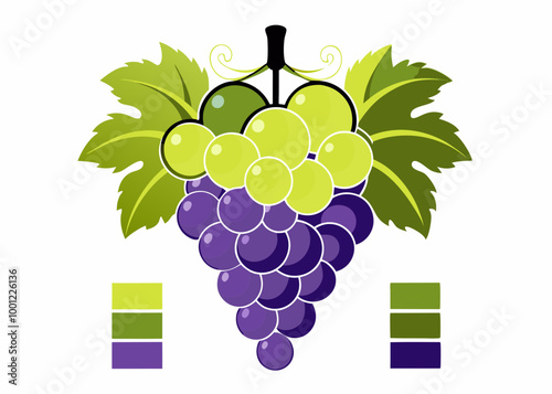 Red and green grapes on white background, grape types set. Logo design, vector illustration. Wine vector logo art. stock illustration
