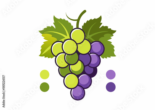 Red and green grapes on white background, grape types set. Logo design, vector illustration. Wine vector logo art. stock illustration