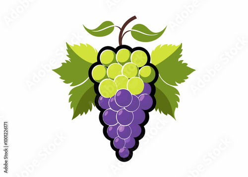 Red and green grapes on white background, grape types set. Logo design, vector illustration. Wine vector logo art. stock illustration