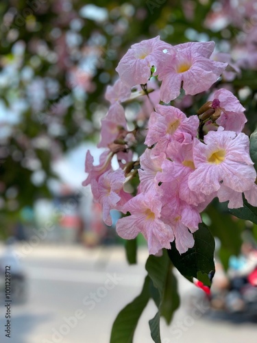 close up view of blooming tabebuya flowers photo