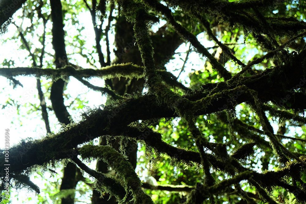 Tropical forest,The forests are abundant, Many kinds of trees in Kew Mae Pan Nature Trail, Doi Inthanon National Park, the highest point in Thailand Tropical forest,The forests are abundant, Many kinds of trees in Kew Mae Pan Nature Trail, Doi Inthanon National Park, the highest point in Thailand