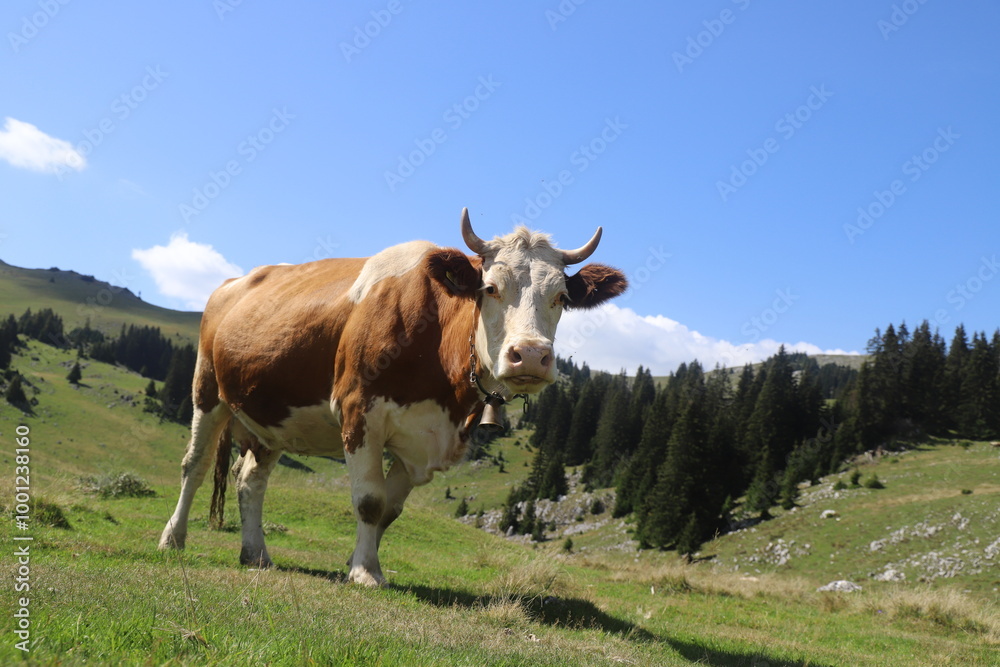 cow standing in a grassy field with mountains and trees in the background. cow standing in a grassy field with mountains and trees in the background.