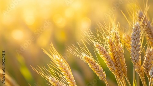 Golden Wheat Fields