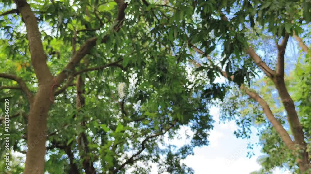 caterpillar insect hanging on tree,  caterpillar insect  try to reach Tree 