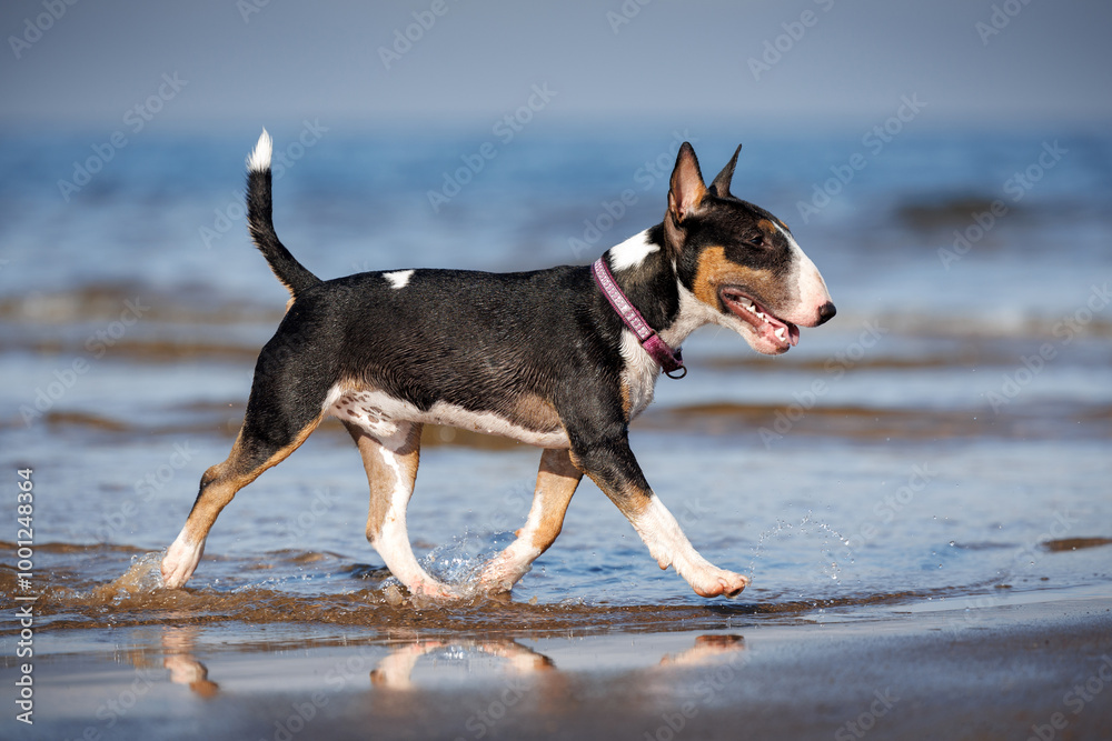 happy tricolor bull terrier dog walking on the beach in water happy tricolor bull terrier dog walking on the beach in water