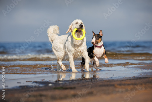 two happy dogs playing with a toy on the beach in water