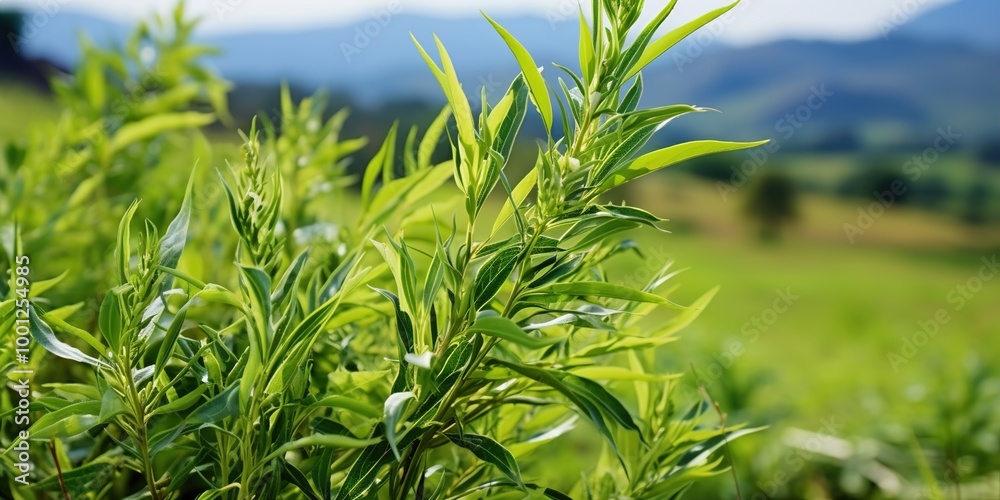 Obraz premium green grass on blue sky background