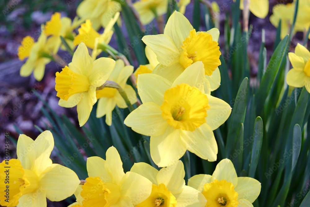 Yellow spring daffodil Yellow spring daffodil