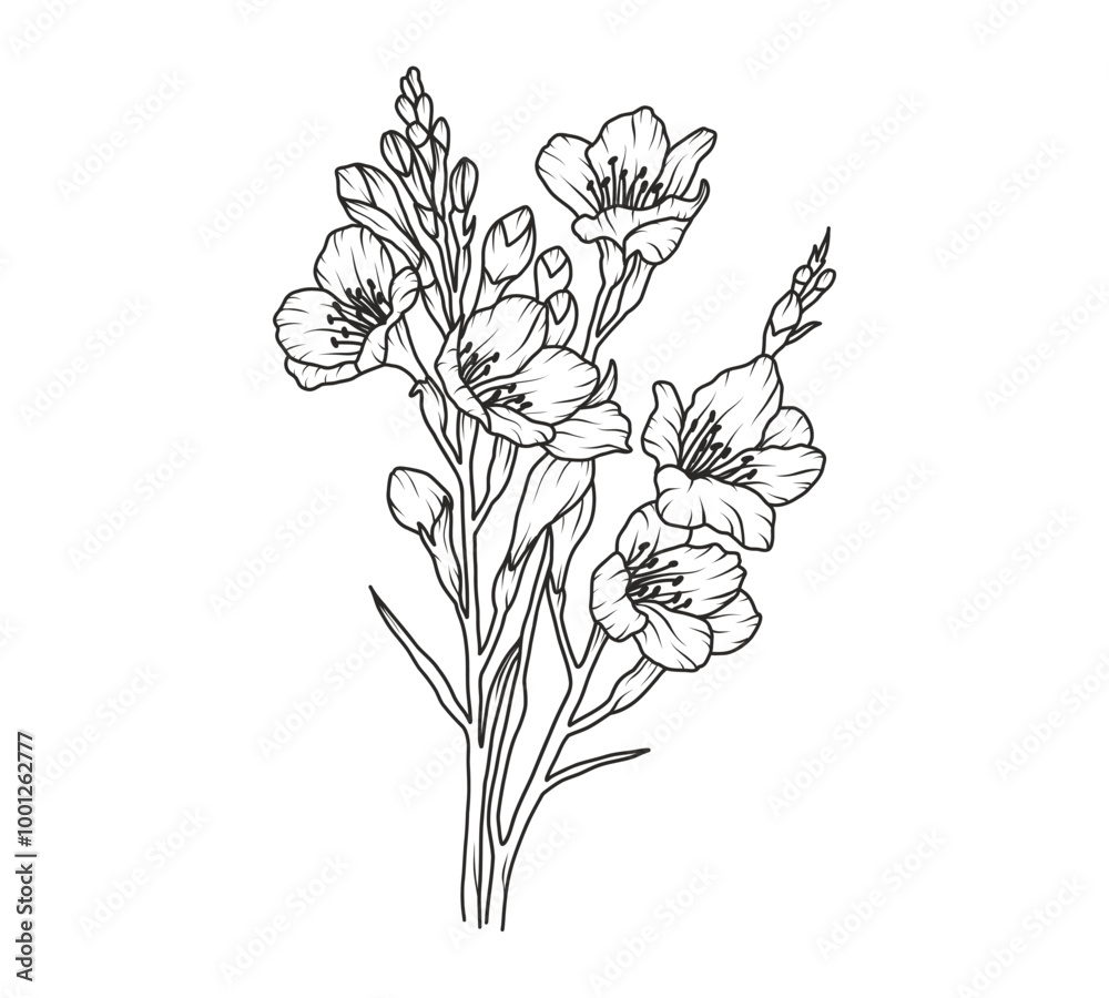 Freesia flower line art. Floral logo hand drawn sketch. Wild bouquet abstract elegant spring leaves. Black vintage botanical floral branch. Vector illustration in outline style Freesia flower line art. Floral logo hand drawn sketch. Wild bouquet abstract elegant spring leaves. Black vintage botanical floral branch. Vector illustration in outline style