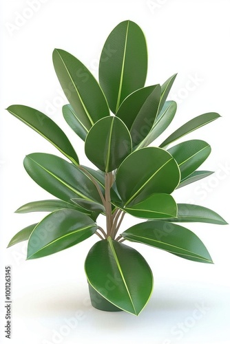 Wallpaper Mural Glossy Large Leaves of Rubber Tree Isolated on White Torontodigital.ca