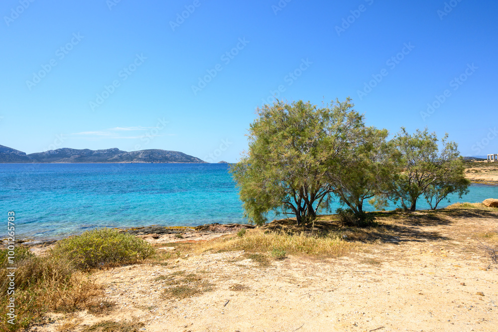 Trees growing on the shore of the Aegean Sea on the island of Ano Koufonisi. Small Cyclades, Greece Trees growing on the shore of the Aegean Sea on the island of Ano Koufonisi. Small Cyclades, Greece