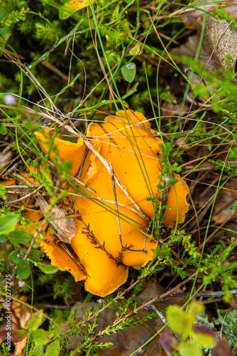 A closeup of a yellow chanterelle fungi growing in the forest in green grass and moss. Foraging wild edible mushrooms. Southern Finland, Kymenlaakso, Hamina. Selective focus. Top view photo