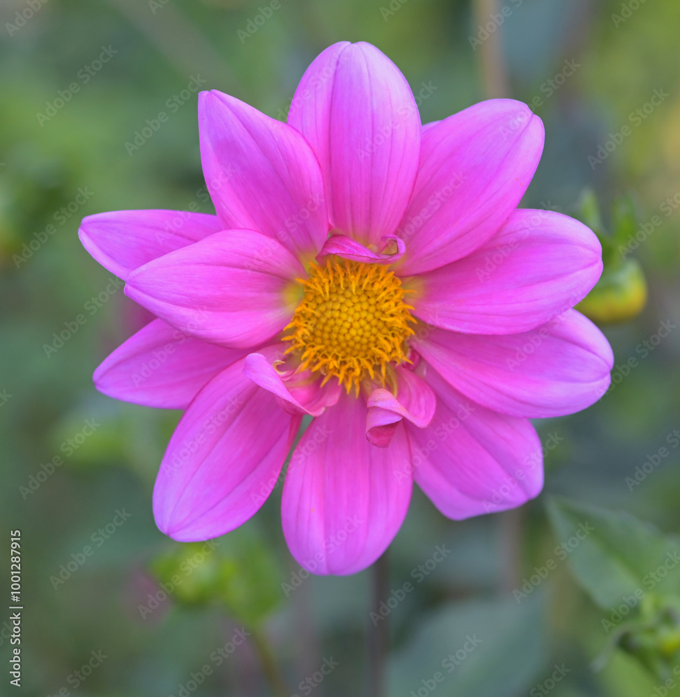 Obraz premium Beautiful close-up of a pink dahlia flower