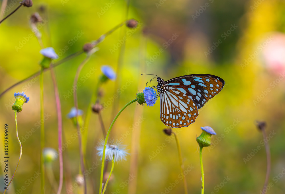 large butterfly feeding on a small blue flower, Tirumala limniace large butterfly feeding on a small blue flower, Tirumala limniace