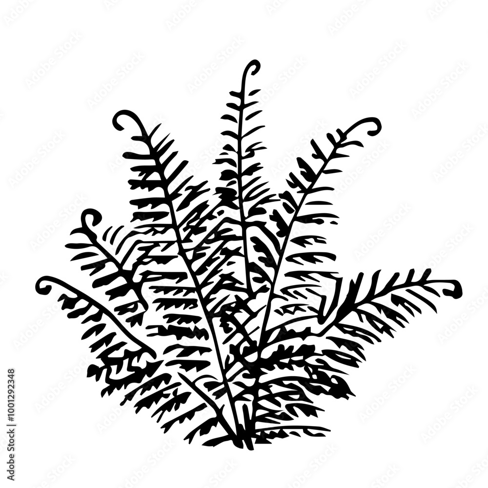 Hand drawn vector sketch with black outline. Fern bush, lush leaves, grass. Forest plants, nature and landscape. Hand drawn vector sketch with black outline. Fern bush, lush leaves, grass. Forest plants, nature and landscape.