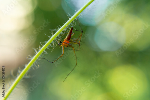 Lynx spider