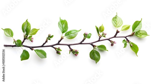 Lush Green Spring Foliage on Branching Twigs Showing Signs of New Growth