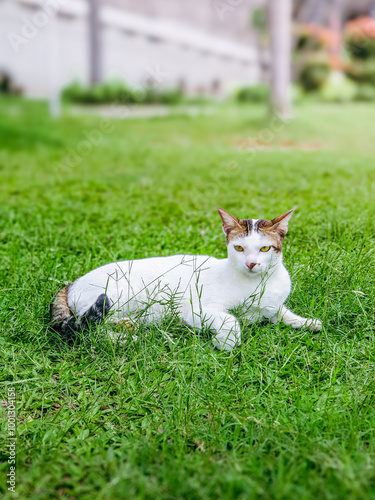 white cat on the grass