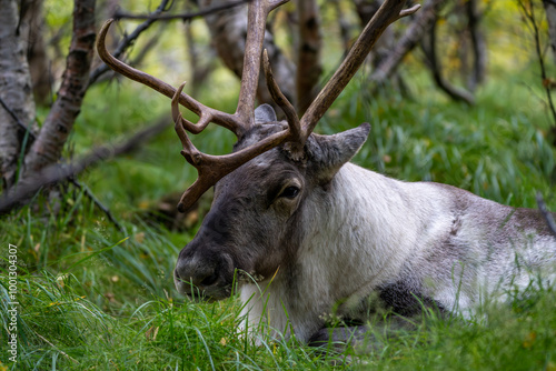 Reindeer or Caribou, Rangifer tarandus, Iceland