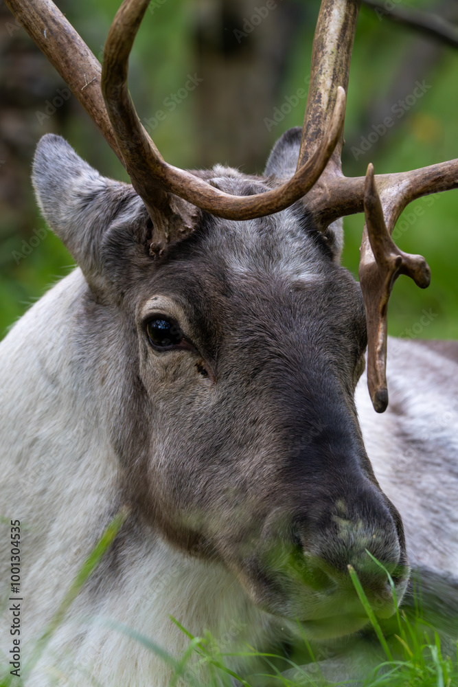 Reindeer or Caribou, Rangifer tarandus, Iceland Reindeer or Caribou, Rangifer tarandus, Iceland