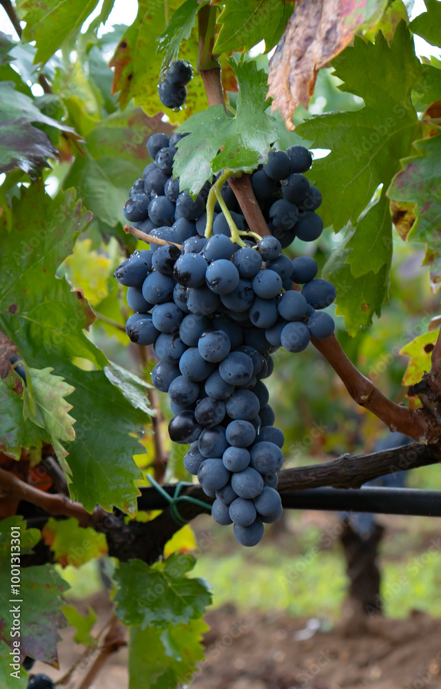 carignano cannonau and vermentino grapes ready for harvest carignano cannonau and vermentino grapes ready for harvest