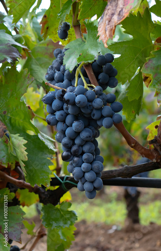 carignano cannonau and vermentino grapes ready for harvest photo