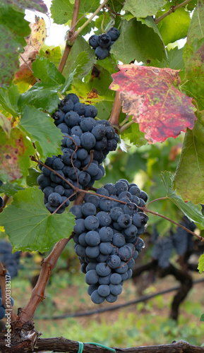 carignano cannonau and vermentino grapes ready for harvest photo