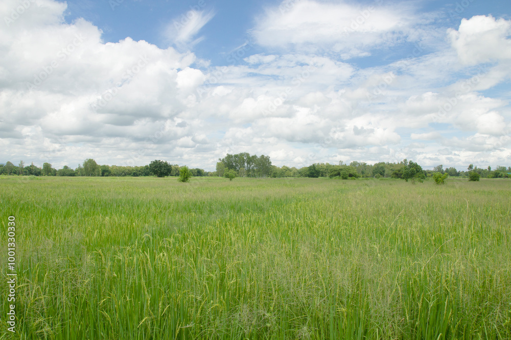 Fototapeta premium Green rice fields and blue sky in the countryside