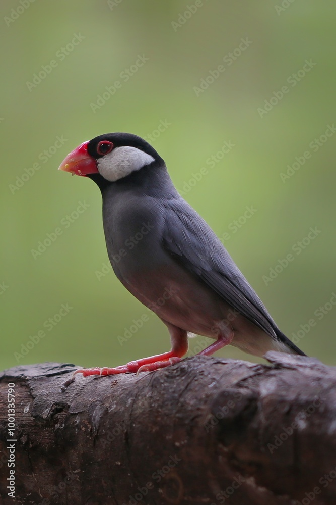 Fototapeta premium Java sparrow or Java finch beautiful bird on green background, 29 september 2024 Indonesia