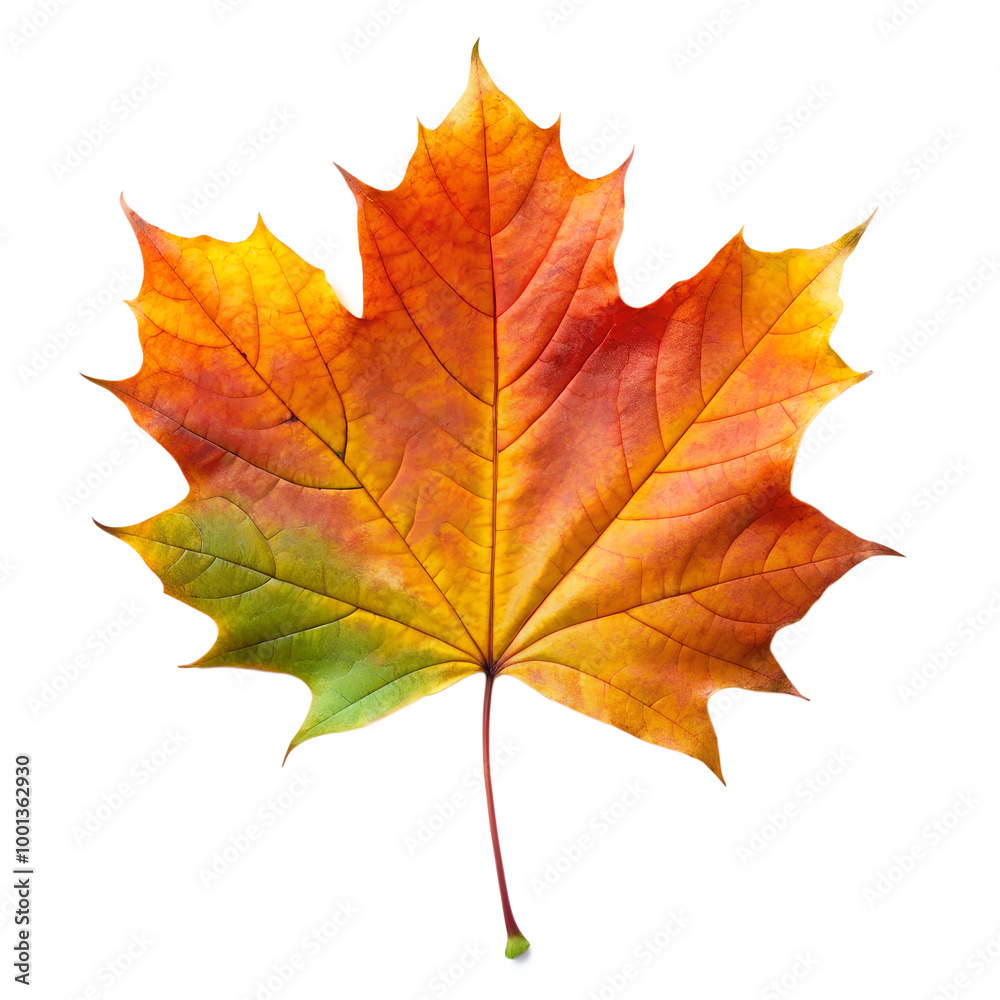 Autumn maple leaf isolated on background. Minimal Fall season forest symbol, flora, fallen natural leaf Autumn maple leaf isolated on background. Minimal Fall season forest symbol, flora, fallen natural leaf