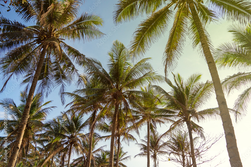 landscape of palm tree at beach with sun landscape of palm tree at beach with sun